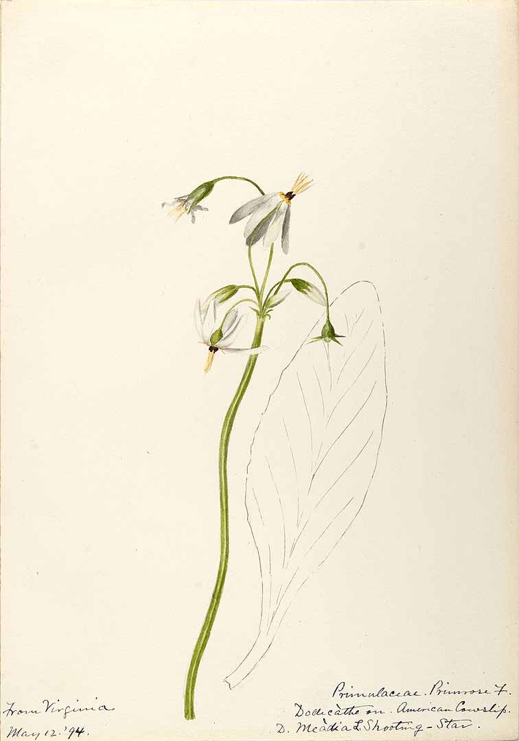 no HD illustration available (3)