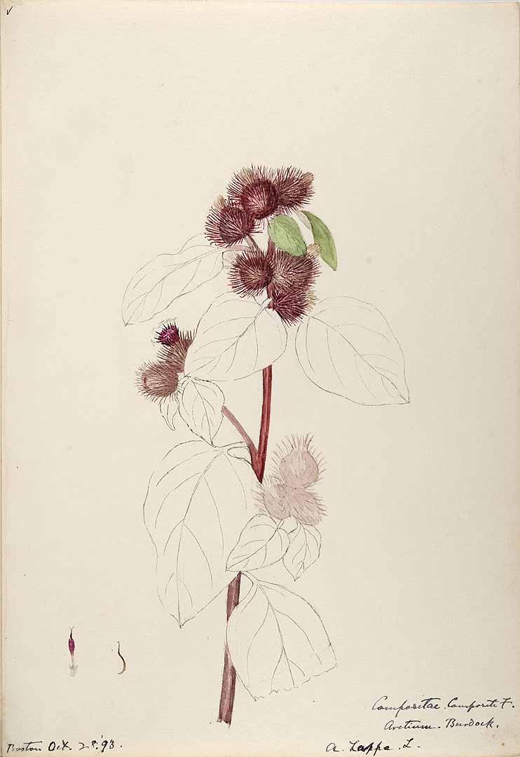 no HD illustration available (3)