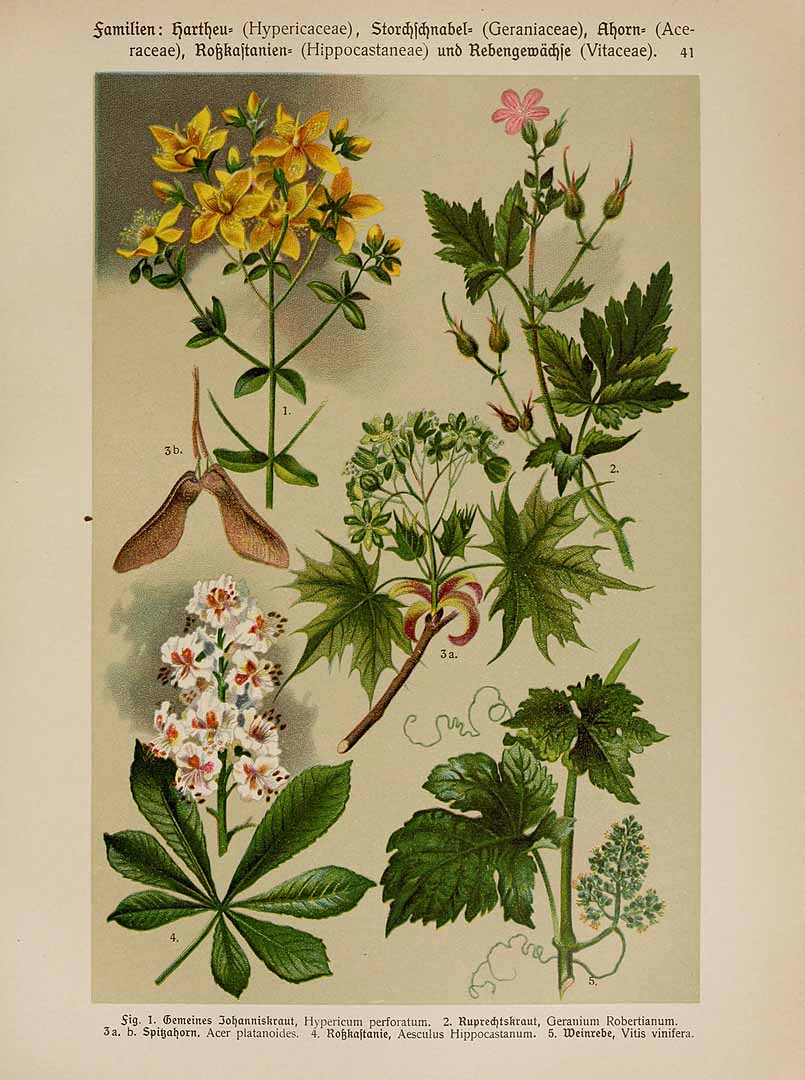 no HD illustration available (3)