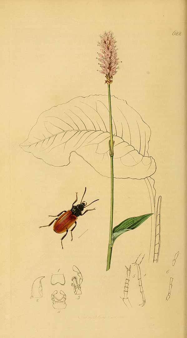 no HD illustration available (3)