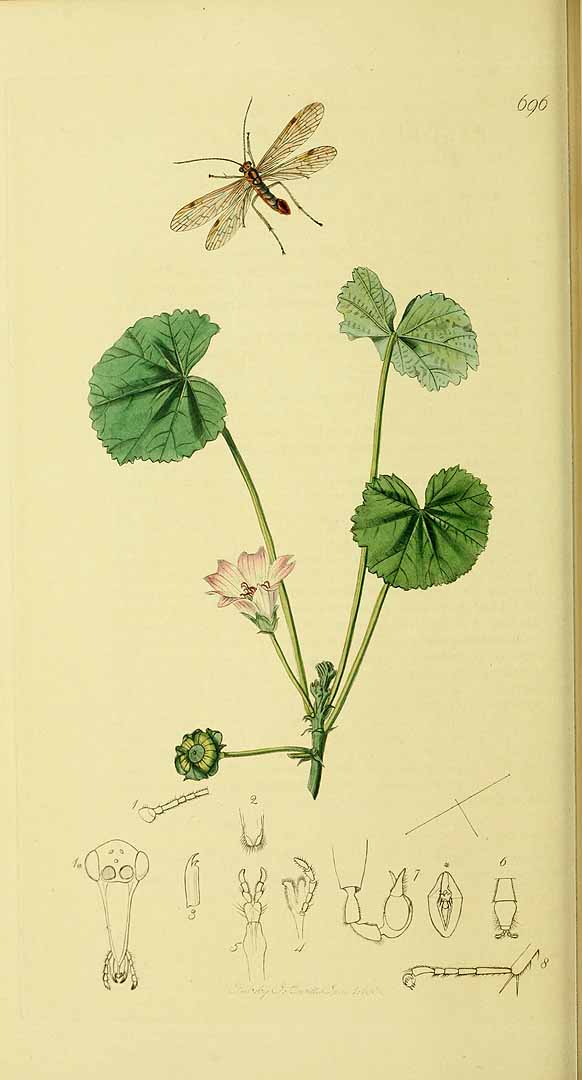 no HD illustration available (3)