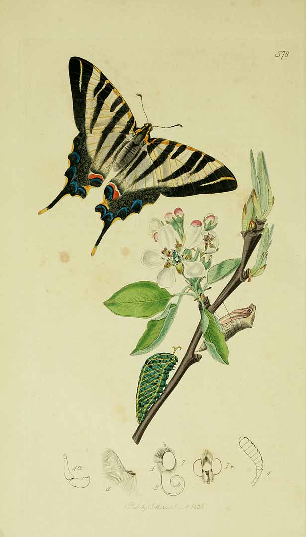 no HD illustration available (3)