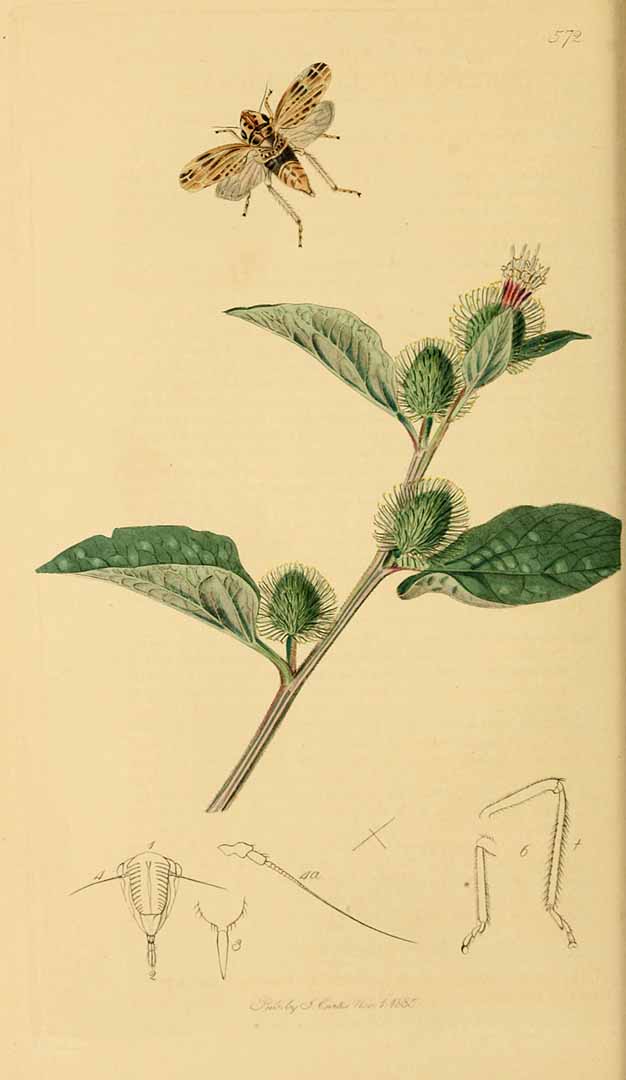 no HD illustration available (3)