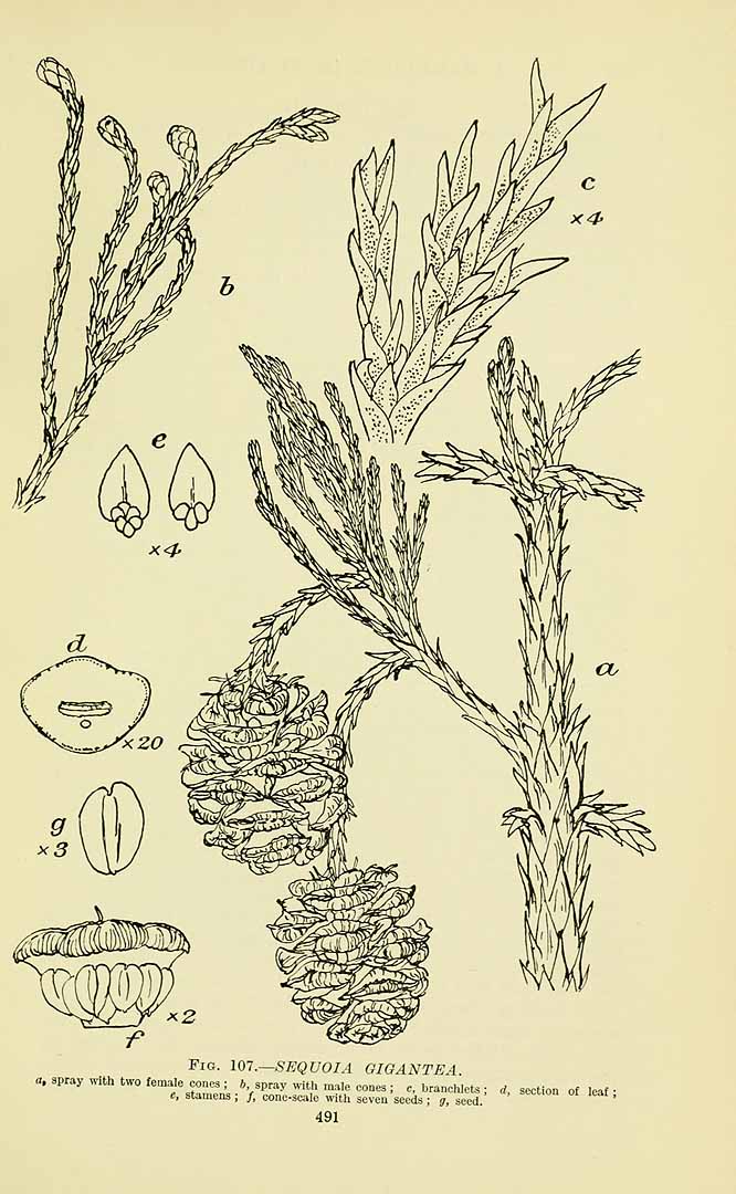 no HD illustration available (3)