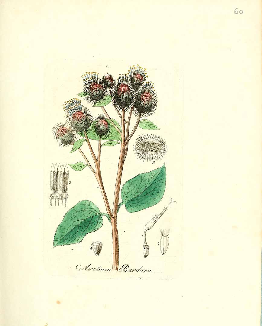 no HD illustration available (3)