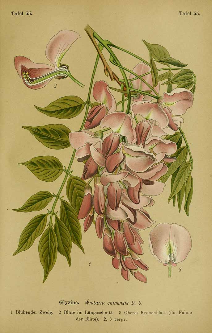 no HD illustration available (3)