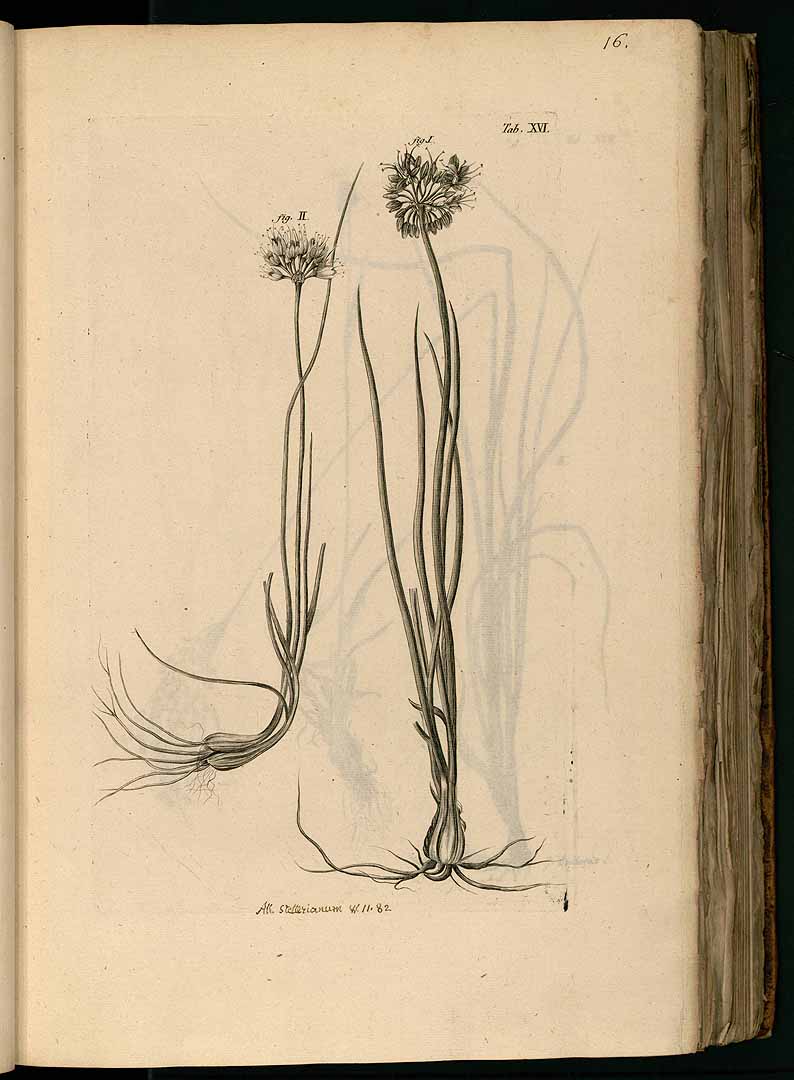 no HD illustration available (3)