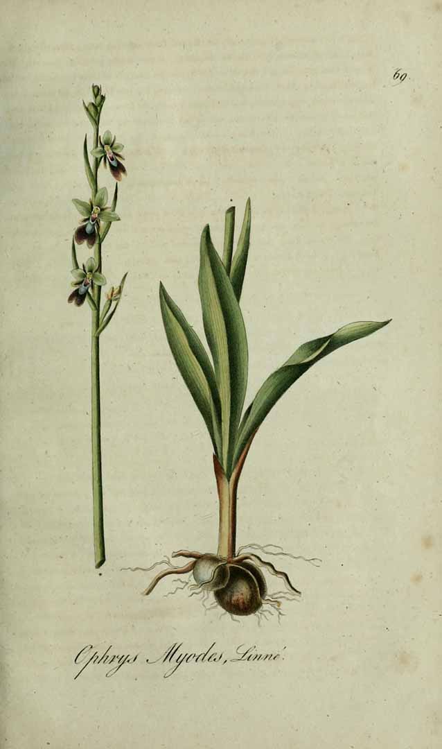 no HD illustration available (3)