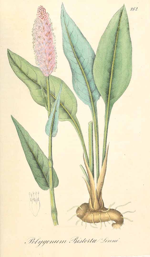 no HD illustration available (3)