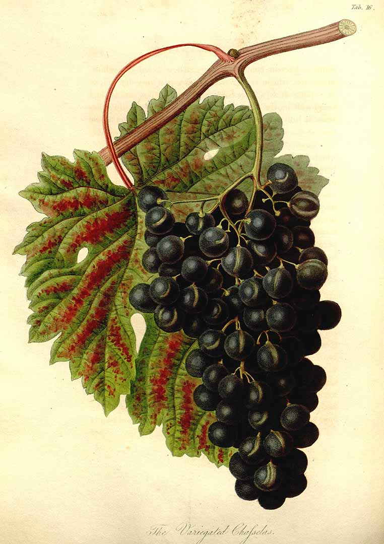 no HD illustration available (3)