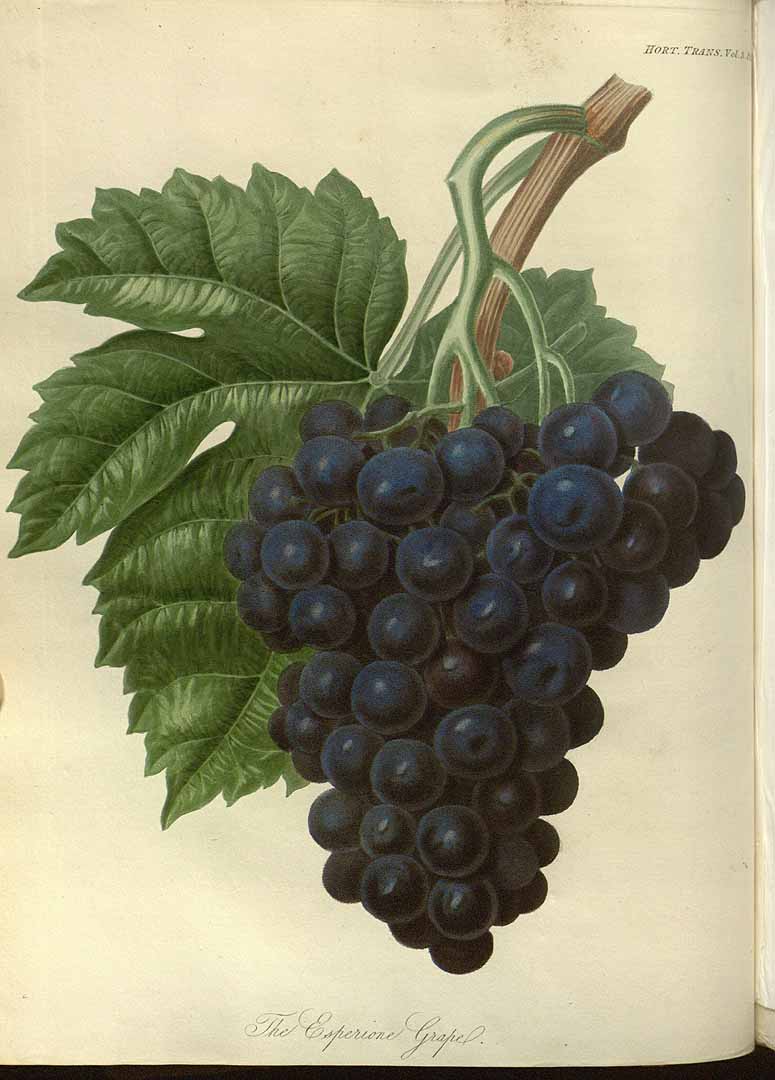 no HD illustration available (3)