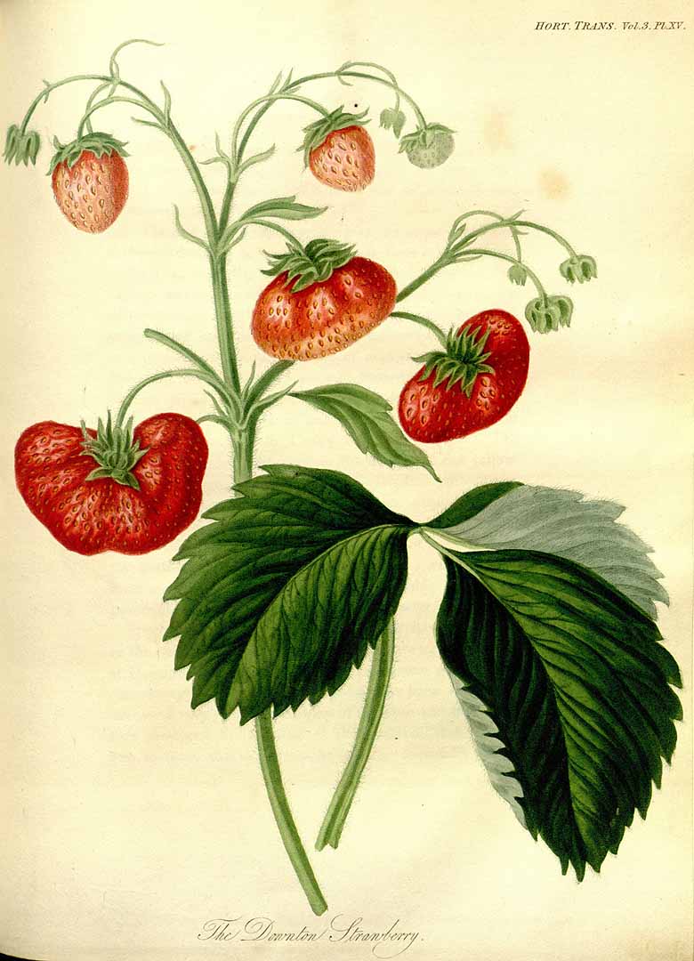 no HD illustration available (3)