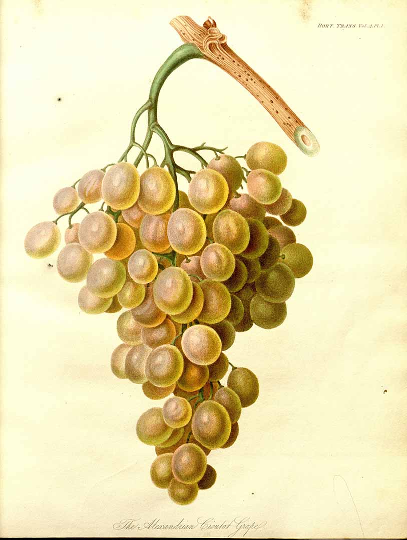 no HD illustration available (3)