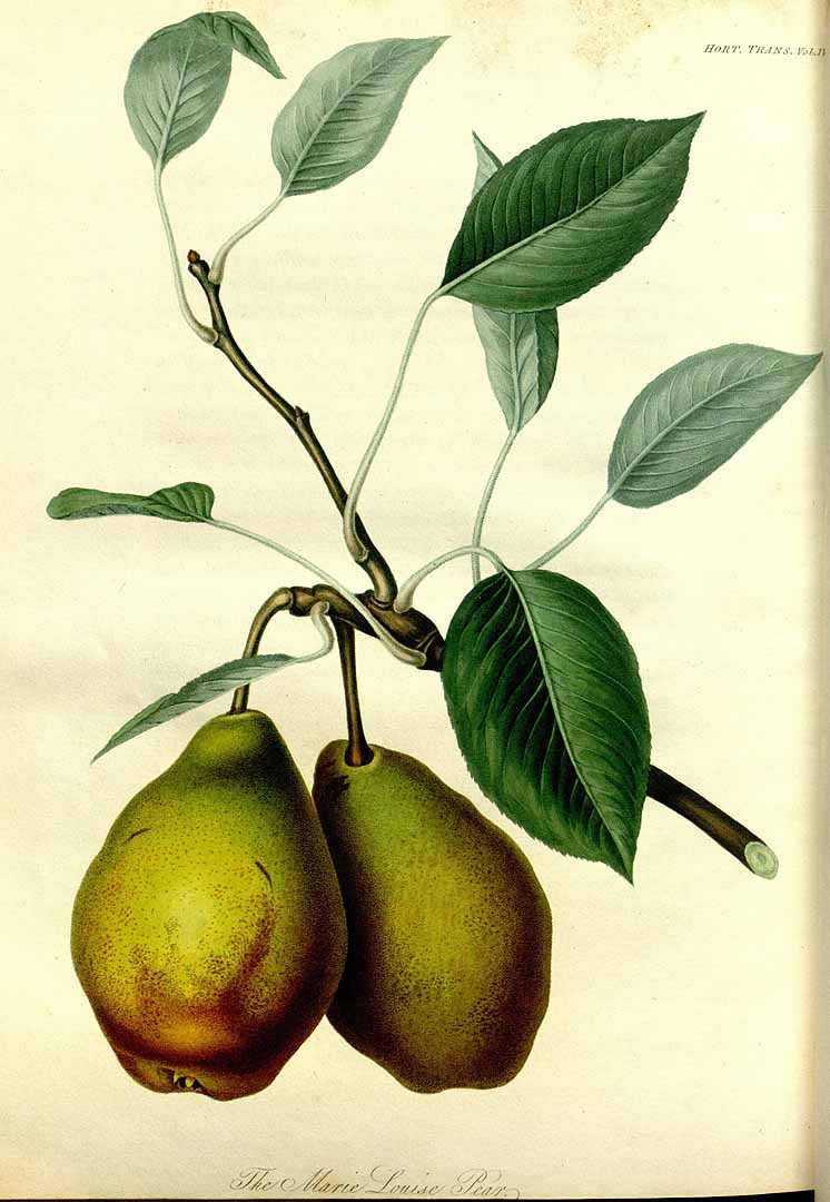 no HD illustration available (3)