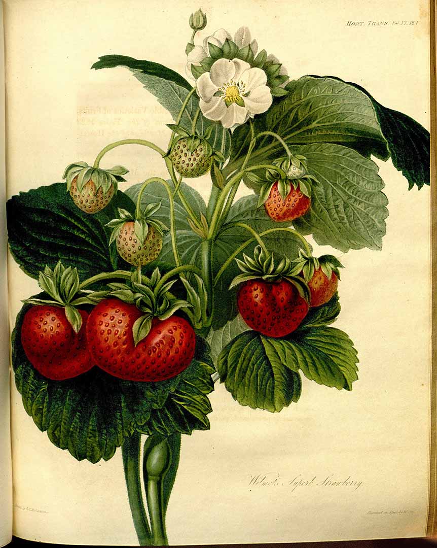 no HD illustration available (3)