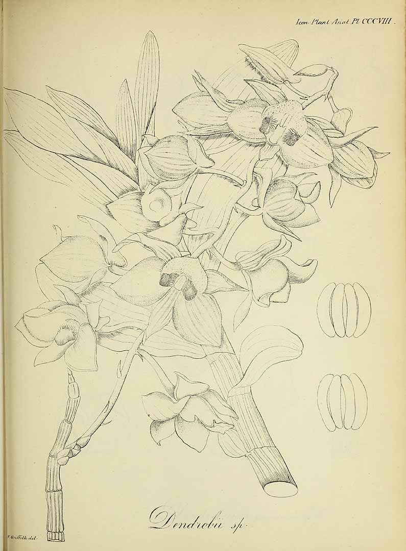 no HD illustration available (3)