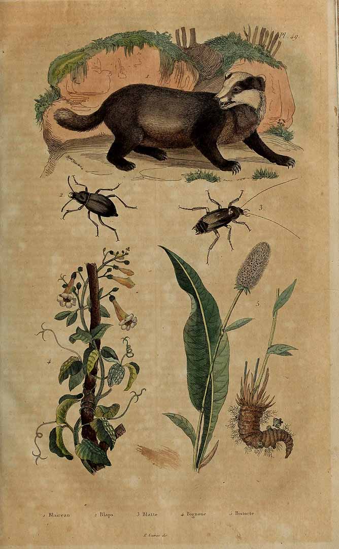 no HD illustration available (3)