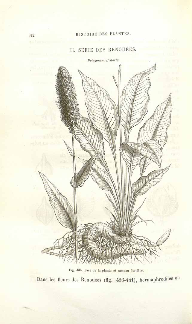 no HD illustration available (3)