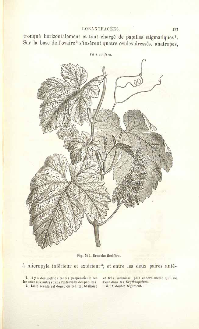 no HD illustration available (3)