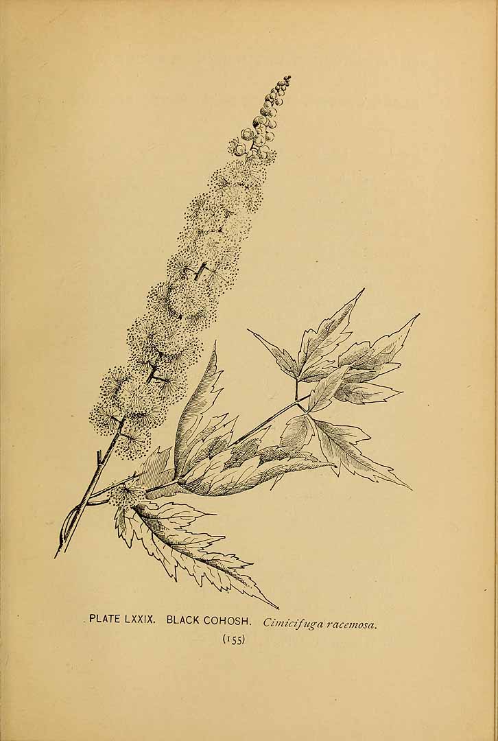 no HD illustration available (3)