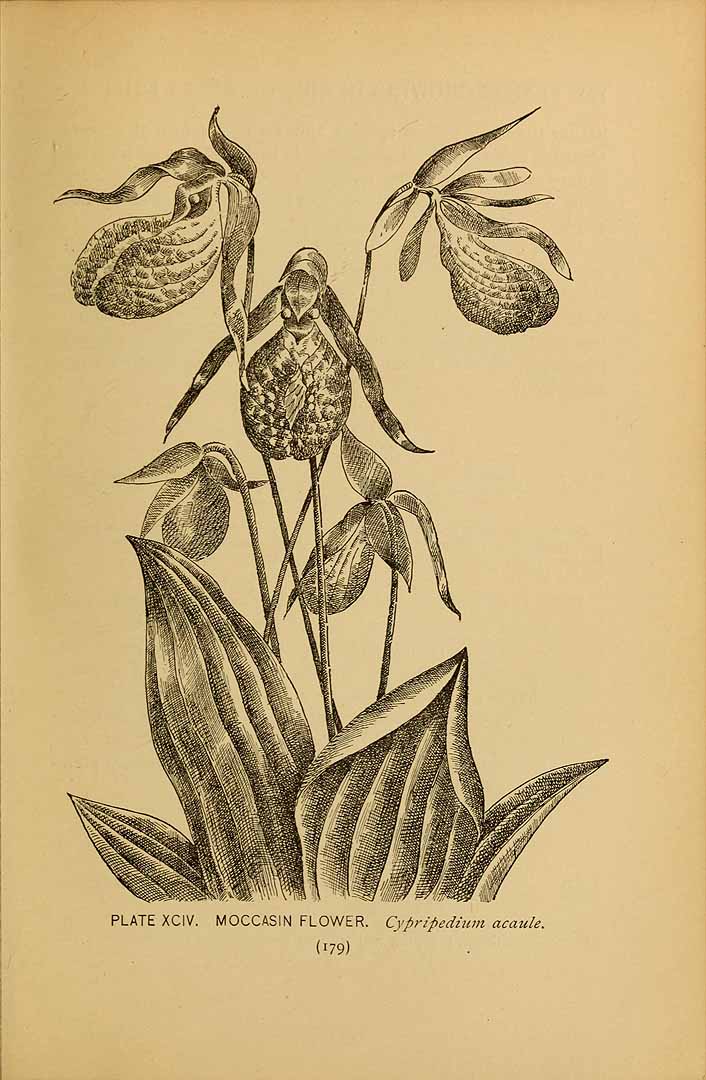 no HD illustration available (3)