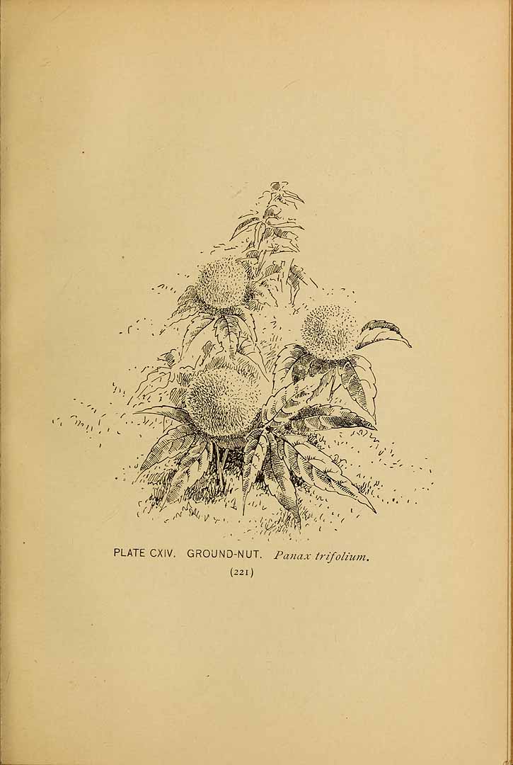 no HD illustration available (3)