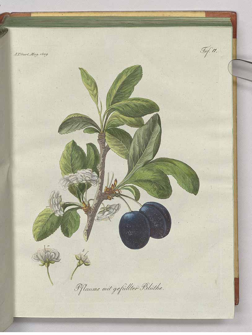 no HD illustration available (3)