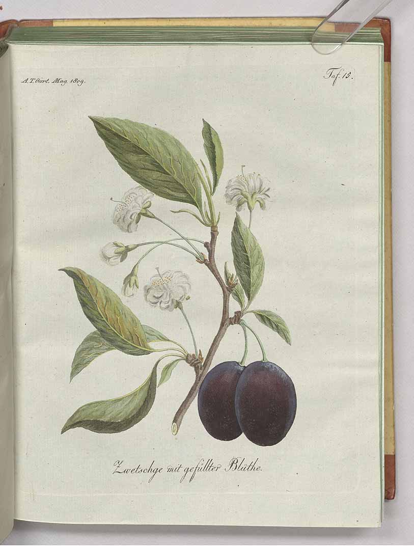 no HD illustration available (3)