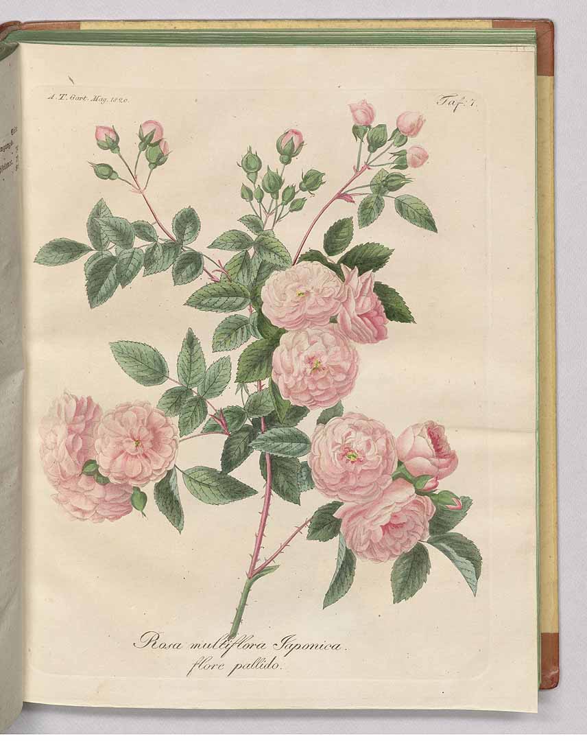 no HD illustration available (3)