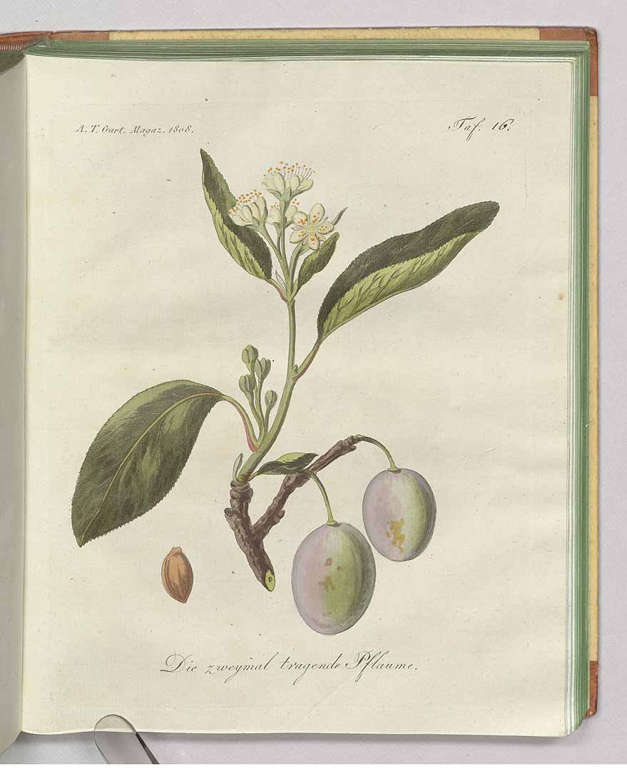 no HD illustration available (3)