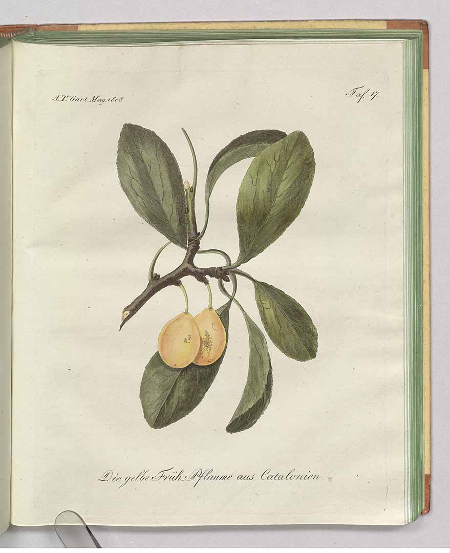 no HD illustration available (3)