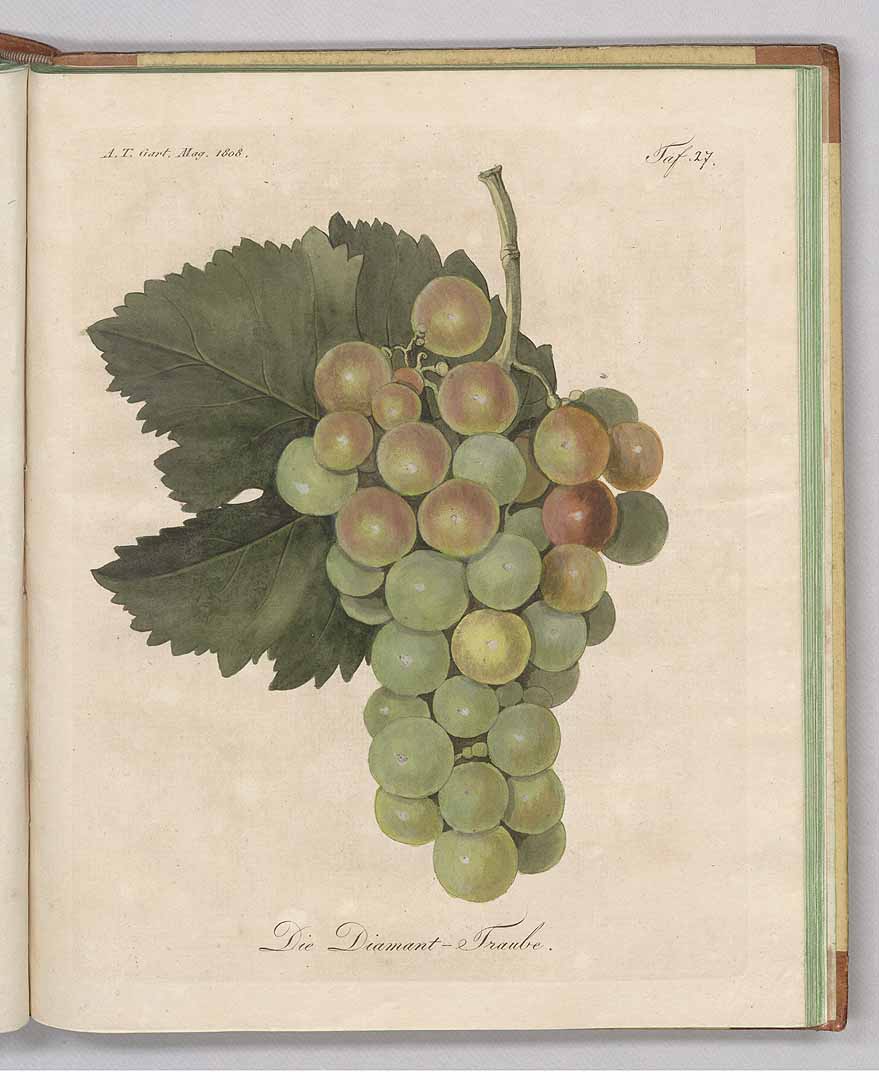 no HD illustration available (3)