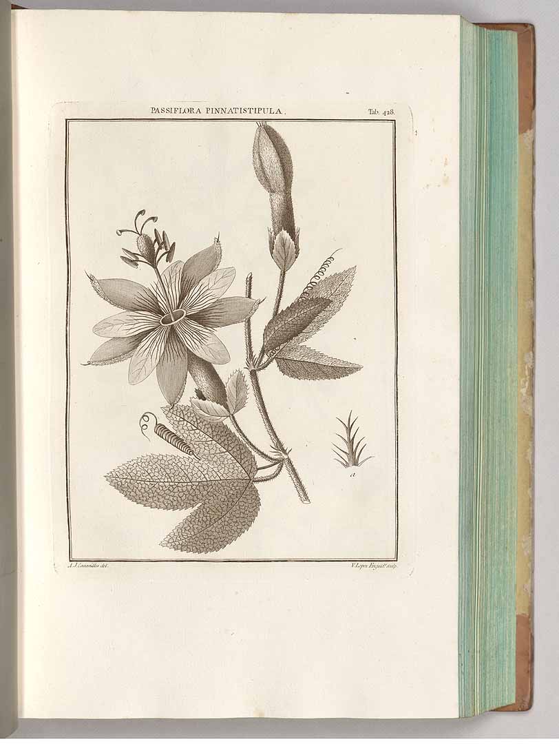 no HD illustration available (3)