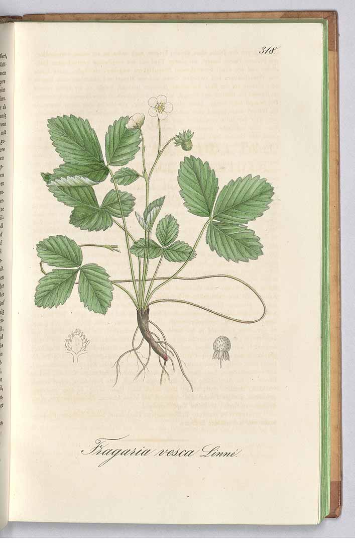 no HD illustration available (3)