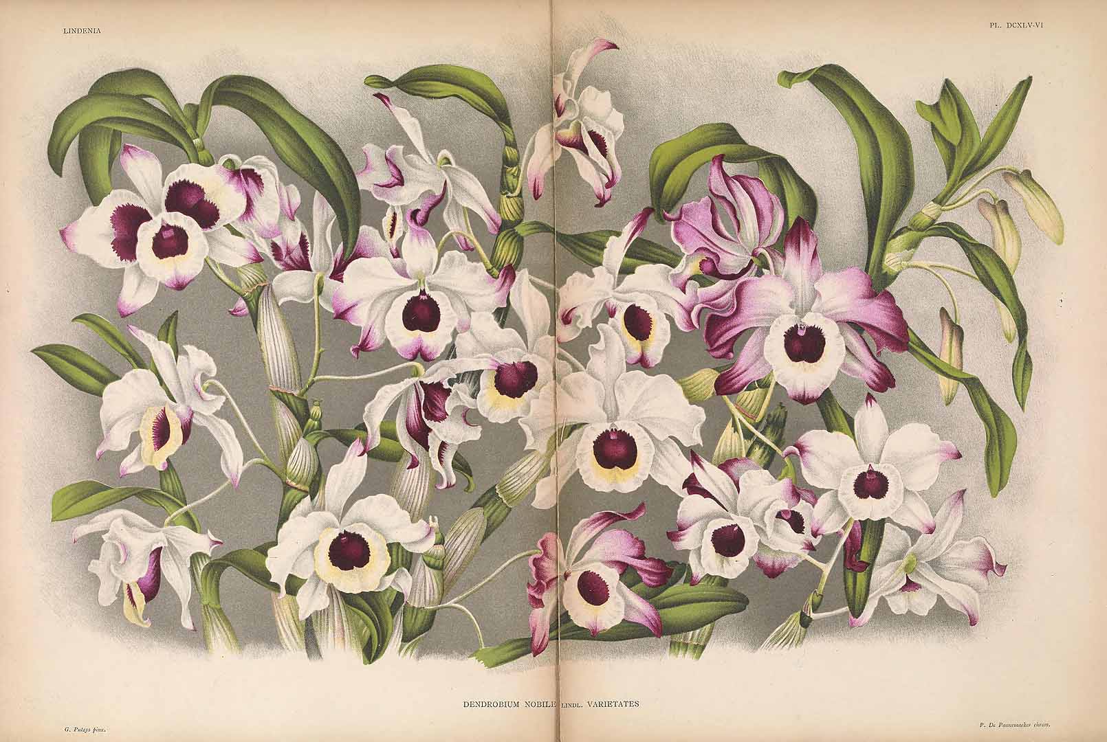 no HD illustration available (3)