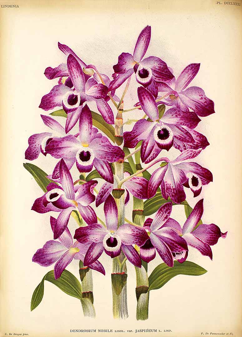 no HD illustration available (3)