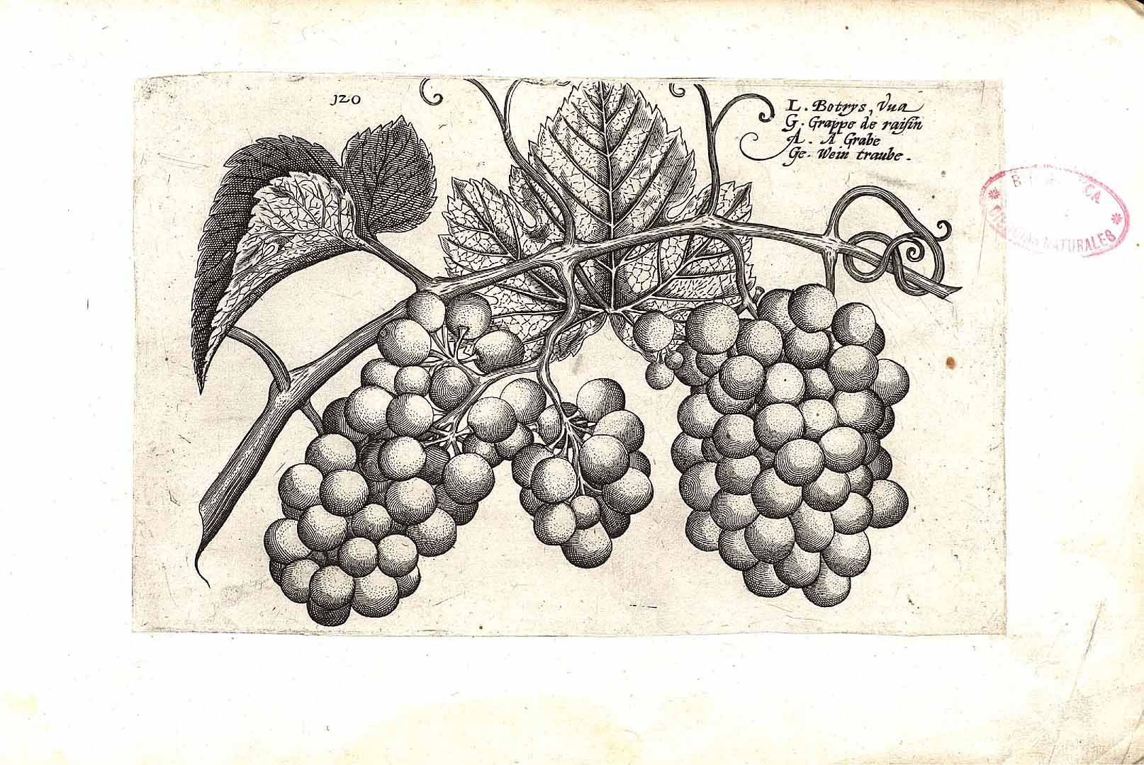 no HD illustration available (3)