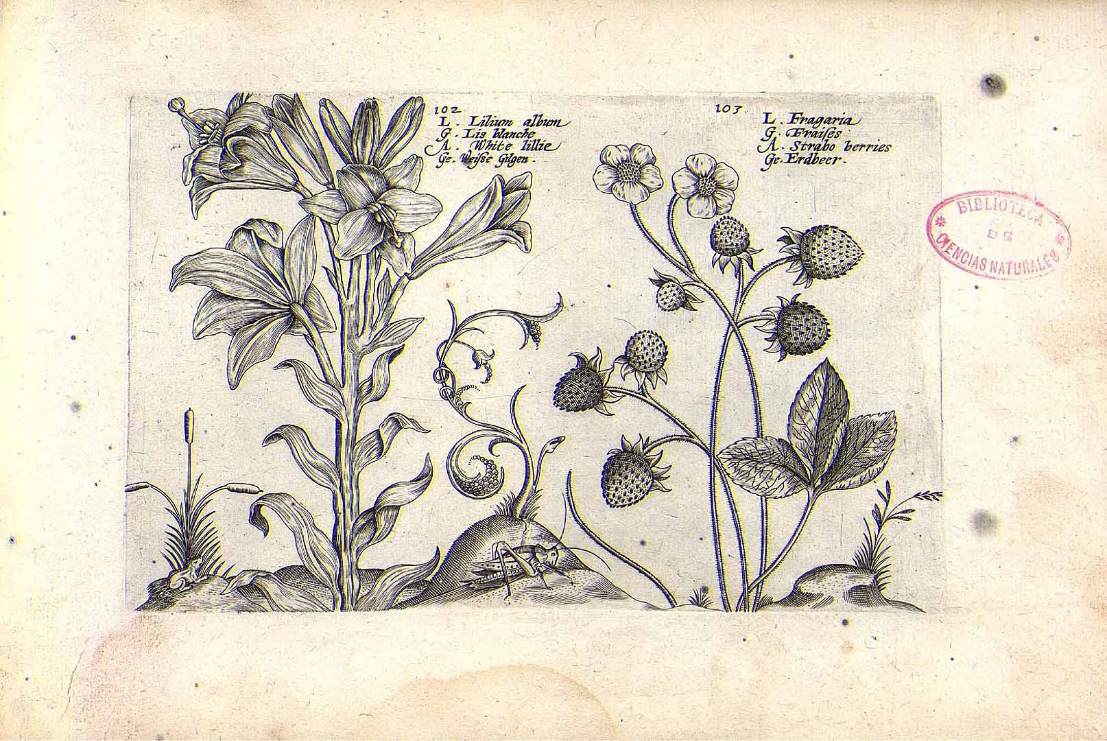 no HD illustration available (3)