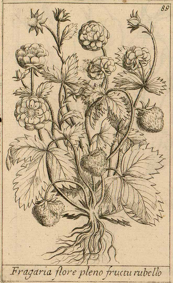 no HD illustration available (3)