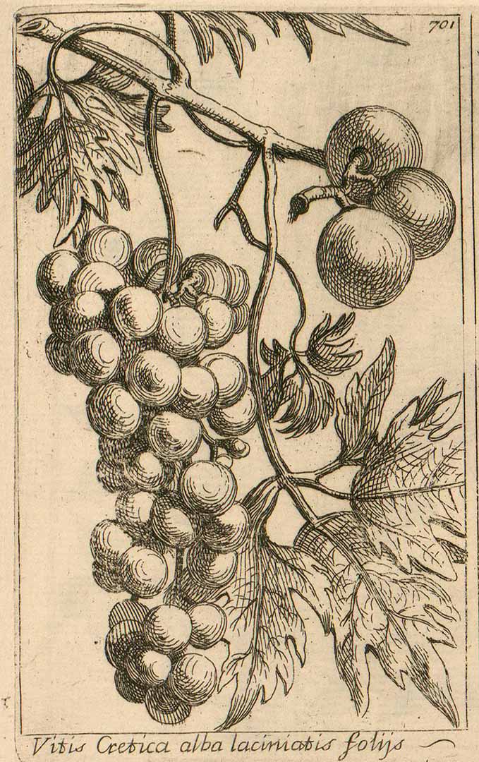 no HD illustration available (3)