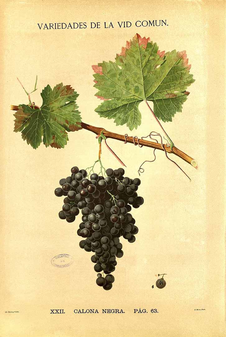 no HD illustration available (3)