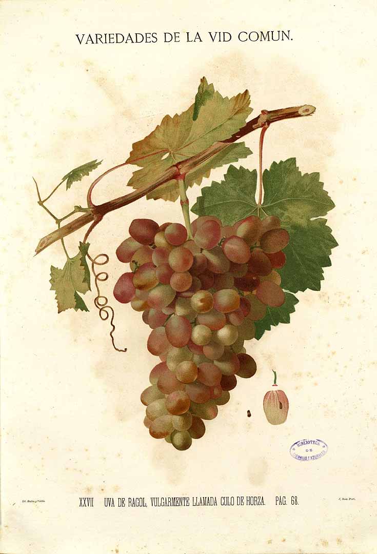 no HD illustration available (3)