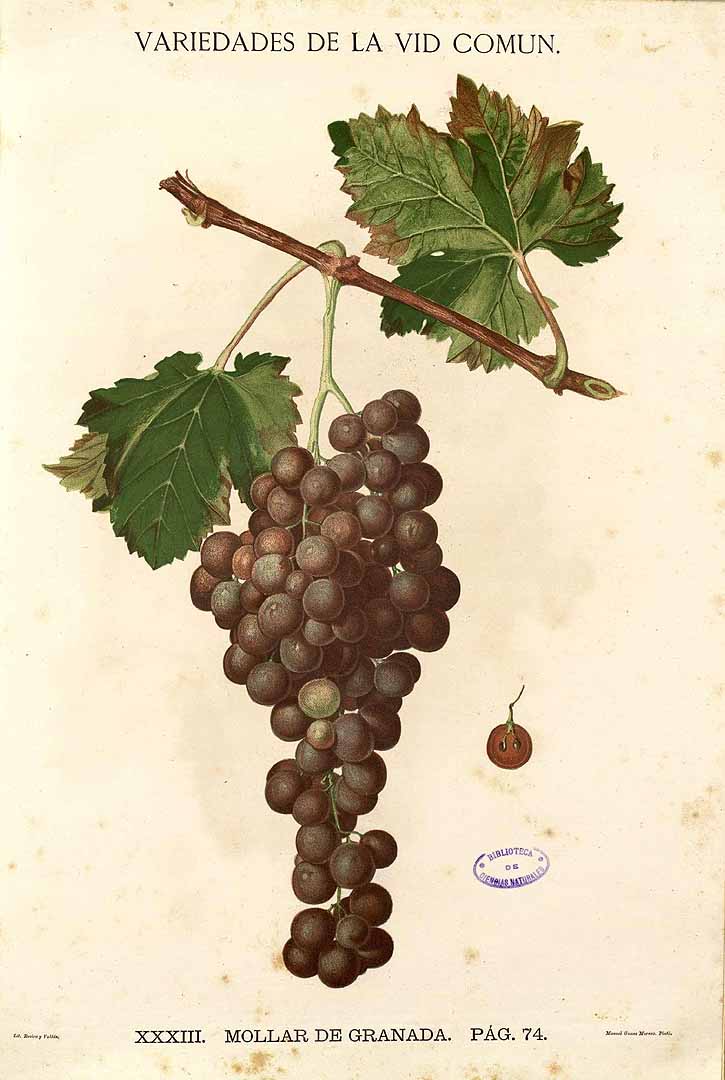 no HD illustration available (3)