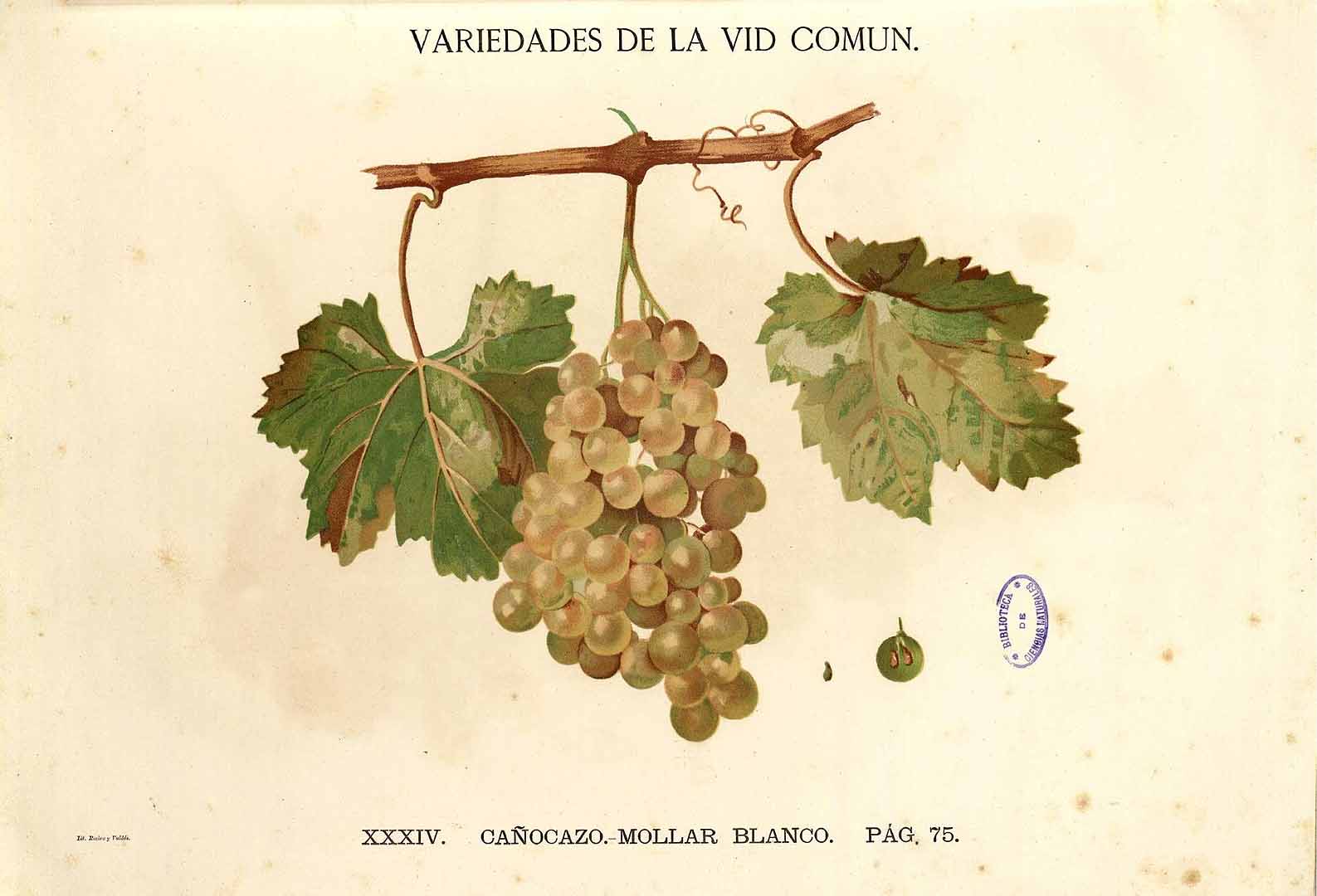 no HD illustration available (3)