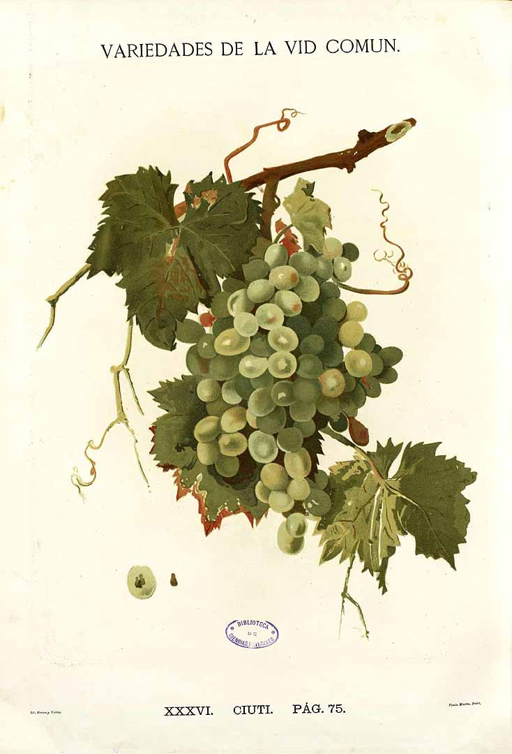 no HD illustration available (3)