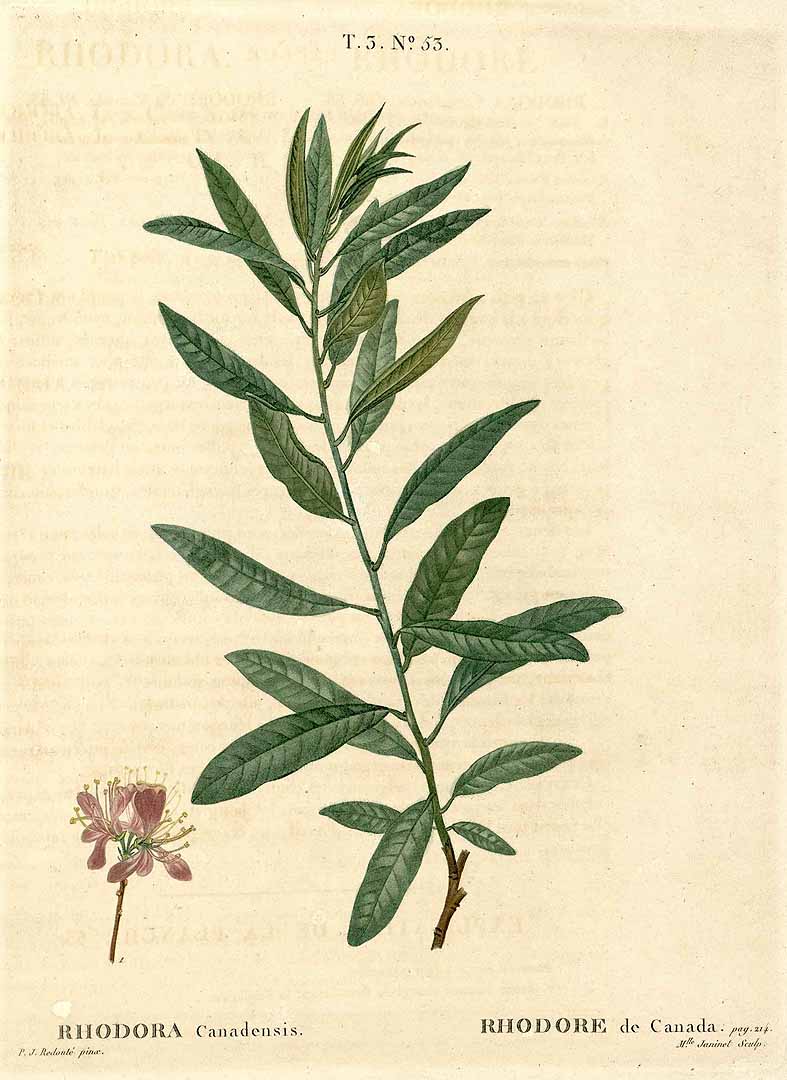 no HD illustration available (3)