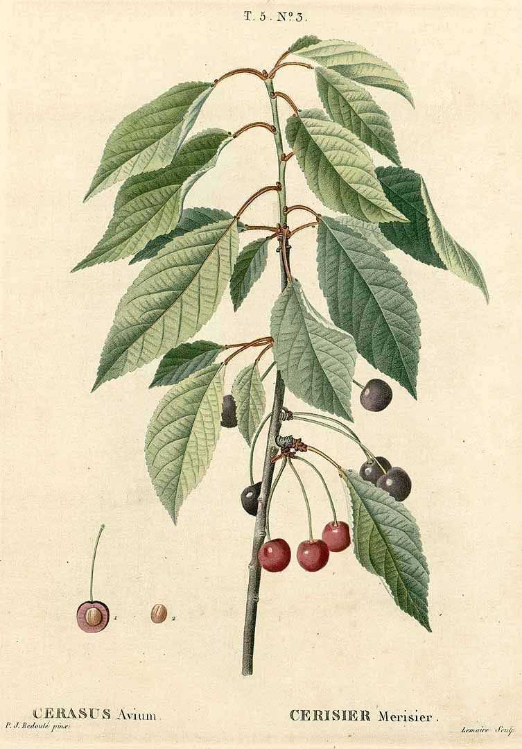 no HD illustration available (3)