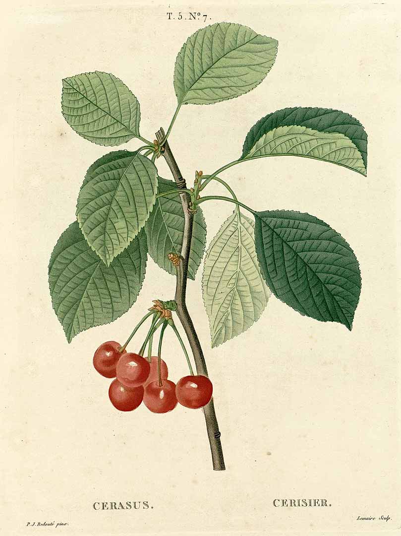 no HD illustration available (3)