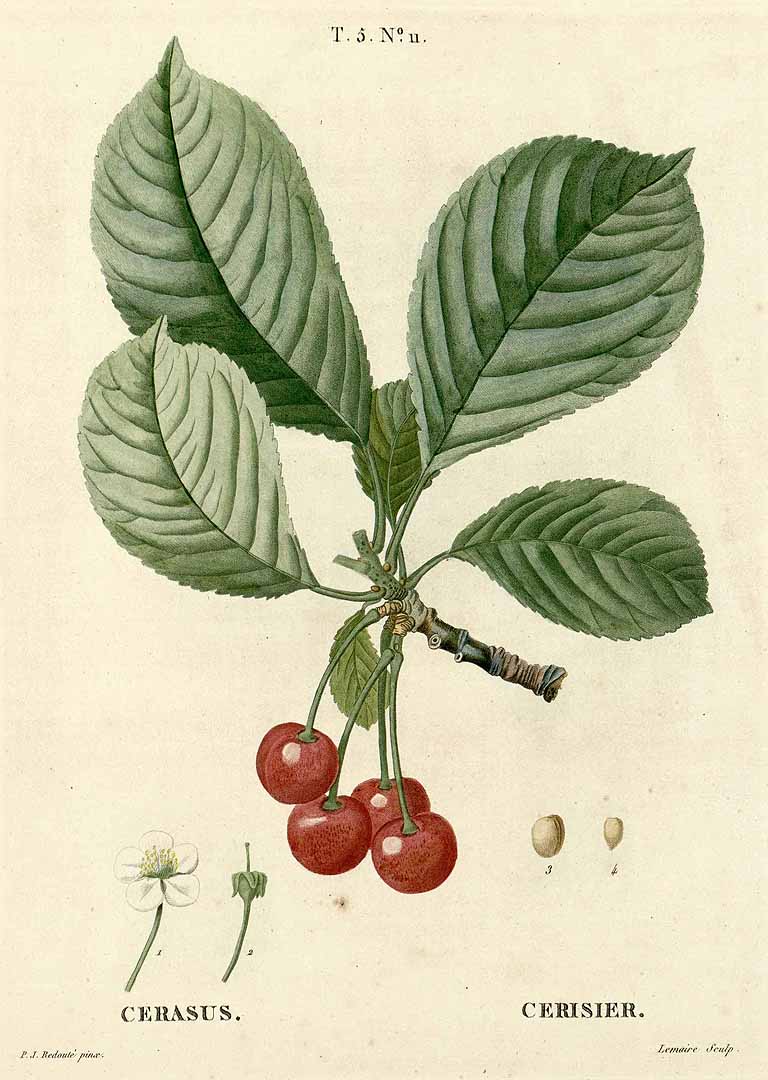 no HD illustration available (3)