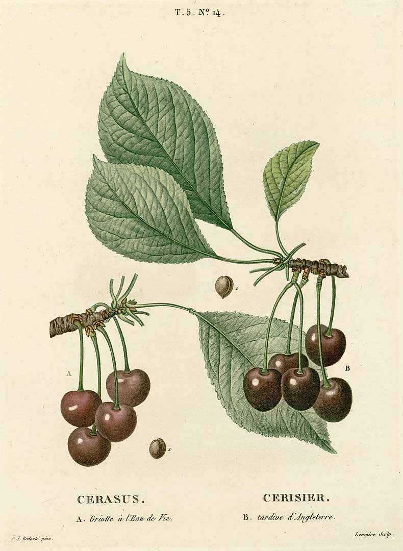 no HD illustration available (3)